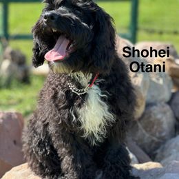 Shohei - Black male Australian Labradoodle puppy in Bells, Texas from Sandcastle Labradoodles