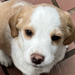 Care Bear - Tan and white Beagle puppy in Hillsboro, Oregon from Willamette Valley Beagles