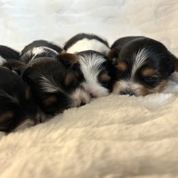 Biewer Terrier Puppies from Bouquet Biewers