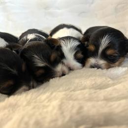 Biewer Terrier Puppies from Bouquet Biewers