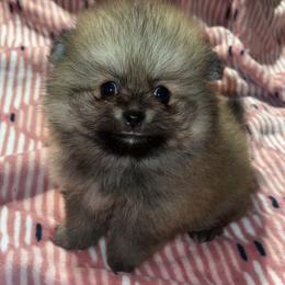 Bailey - Orange sable female Pomeranian puppy in Miami, Florida from Couture Pomeranians
