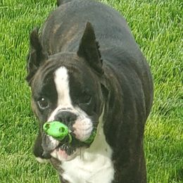 Ginny - Boxer