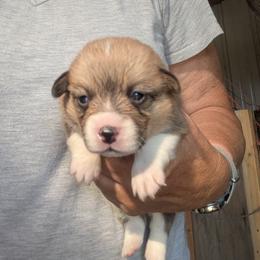 Girl 3 - Red female Pembroke Welsh Corgi puppy in Edinburgh, Indiana from J Bar M Corgis