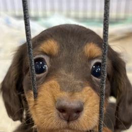 Molly - Chocolate and tan female Dachshund puppy in Massies Mill, Virginia from Pigeon Hill Dachshunds