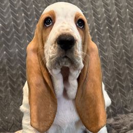 Pink collar - 3,550.00 - Red and white female Basset Hound puppy in Columbia, South Carolina from Pawmetto Hounds