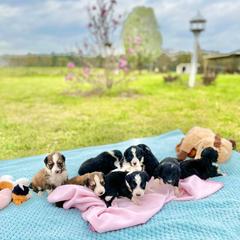 Aussiedoodle and Bordoodle Puppies from Dood B Ranch Doodles