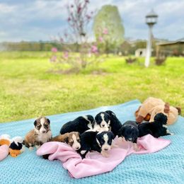 Aussiedoodle and Bordoodle Puppies from Dood B Ranch Doodles