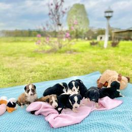 Aussiedoodle and Bordoodle Puppies from Dood B Ranch Doodles