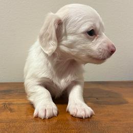 Fern - Piebald male Dachshund puppy in Dobson, North Carolina from Oakleys Dachshund Haven