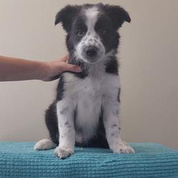 Token - Black and white male Border Collie puppy in Ocala, Florida from Oddity Kennels