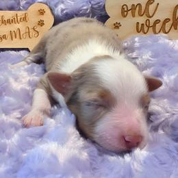 Jill - Red merle female Miniature American Shepherd puppy in Albuquerque, New Mexico from Enchanted Mesa Miniature American Shepherds