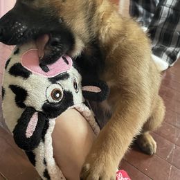 Belgian Malinois Puppies from Pyrex Kennels