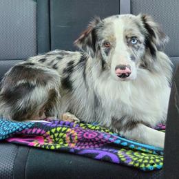 Daisy - Blue merle female Australian Shepherd puppy in Charlotte, North Carolina from Awesome Aussies