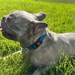 Raffi - French Bulldog