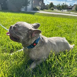 Raffi - French Bulldog