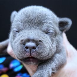 F1 - Blue female Staffordshire Bull Terrier puppy in Dallas, Texas from Wild Blue Staffords
