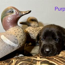 Labrador Retriever Puppies from Okiehuntinboyz Labrador Retrievers
