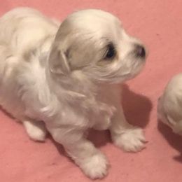 Molly - White female Maltese puppy in North Myrtle Beach, South Carolina from Perfect Puppies