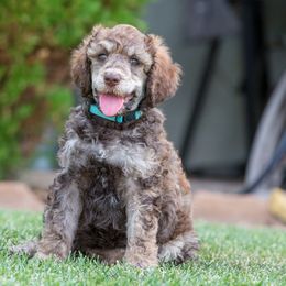 Boo - Phantom Poodle puppy in Hesperia, California from HD Poodles