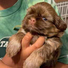 Prince Ellis - Chocolate and tan male Shih Tzu puppy in Xenia, Ohio from Crown & Tress Shih Tzu