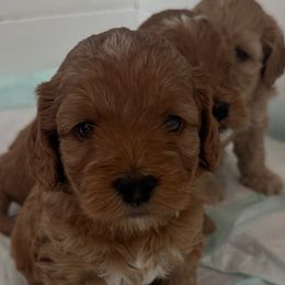 Pink - Red female Cockapoo puppy in Colorado from Garrett Doodles