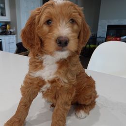 Waffle - Apricot Goldendoodle puppy in Palmdale, California from GoldenPaws Doodles