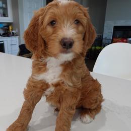 Waffle - Apricot Goldendoodle puppy in Palmdale, California from GoldenPaws Doodles