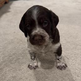 Boy 3 - Liver and white male Brittany puppy in Windsor, Colorado from Wright’s Brittanys