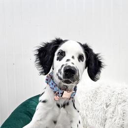 Tyson LUA, long coat - White and black male Dalmatian puppy in Gray, Georgia from Fuller Spots
