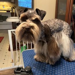 Piper - Miniature Schnauzer