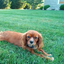 Bernedoodles and Cavapoos from FIRMAN & INA TROYER
