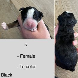 Sagittarius - Tri-color female Bernedoodle puppy in Kenyon, Minnesota from Country Breeze Doodles & Poodles