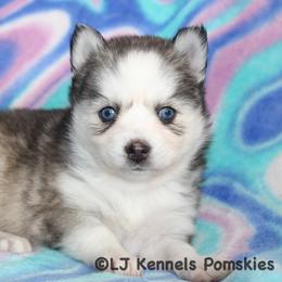 Zucchini - Gray and white female Pomsky puppy in Centerville, Iowa from LJ Kennels Pomskies, LLC