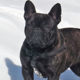 Lucy - French Bulldog