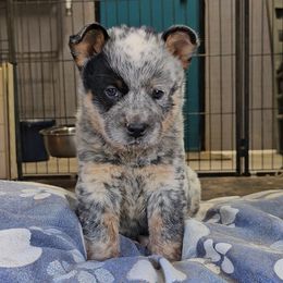 Habanero - Blue mottled male Australian Cattle Dog puppy in China Grove, North Carolina from Indigojos Australian Cattle Dogs