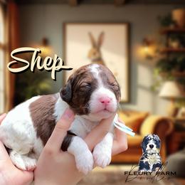 Shep - Brown male Whoodle puppy in Knoxville, Tennessee from Fleury Farm Doodles TN