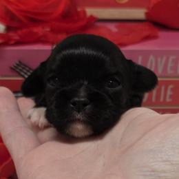 Gaston - Black and white male Cavalier King Charles Spaniel puppy in Stilwell, Oklahoma from Love Bug Cavaliers
