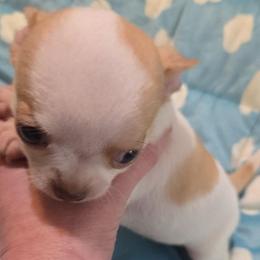 Aspen - Fawn and white male Chihuahua puppy in Kyle, Texas from joy of chihuahuas tx