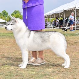 Nikki - Siberian Husky