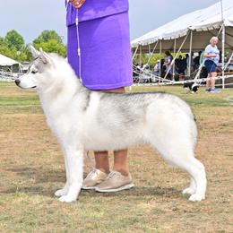 Nikki - Siberian Husky