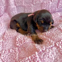 Lavender collar female - Black and rust female Doberman Pinscher puppy in North Judson, Indiana from Stalaris Dobermans