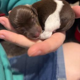 Nestle - Chocolate and tan male Dachshund puppy in Nampa, Idaho from 208 Dox Dynasty
