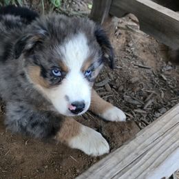 Sangria - Blue merle female Miniature Australian Shepherd puppy in Paris, Texas from Blue Envy Mini Aussies