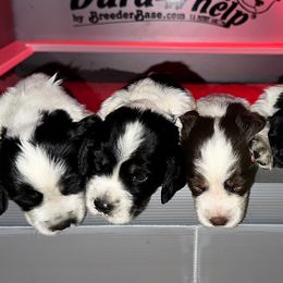 English Springer Spaniels from Mountain West Springer Spaniels