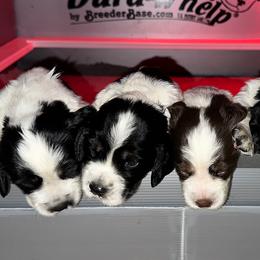 English Springer Spaniels from Mountain West Springer Spaniels
