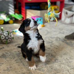 Starlight-yellow - Black tan and white female Bernese Mountain Dog puppy in Manheim, Pennsylvania from Gold Point Pups