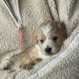 Bessie - Brown and white female Bernedoodle puppy in Yuba City, California from Ranch House Doodles