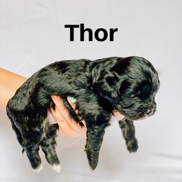 Cavapoo and Poodle Puppies from Poodles Plus