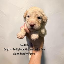 Goldfish - Cream male Goldendoodle puppy in Grove, Oklahoma from Guinn Family Farms