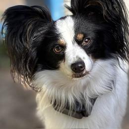 Ryder - White black and tan male Papillon puppy in Frostproof, Florida from Sequence Papillon